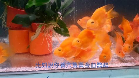 血鸚鵡混養金魚|【血鸚鵡混養】血鸚鵡配什麼魚混養才和諧？盤點血鸚鵡最適合的。